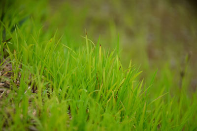 Close-up of grass on field