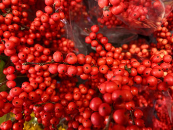 Red autumn berries on stems natural holiday background