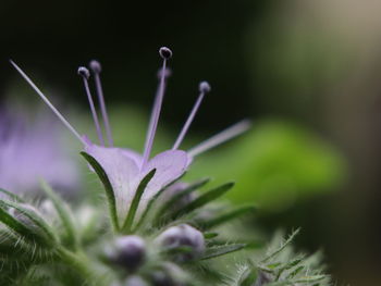 Close-up of flowering plant