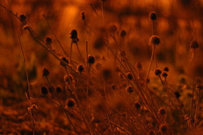 Close-up of plants growing on field