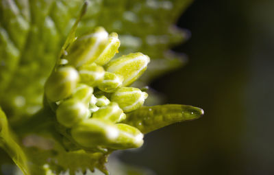 Close-up of green plant