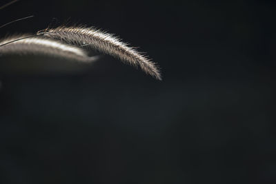 Close-up of dry plants