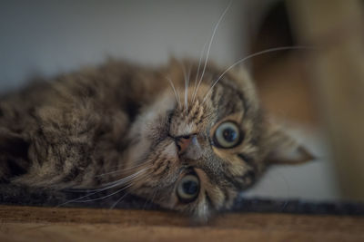 Close-up portrait of a cat