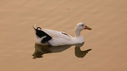 Duck swimming in a lake