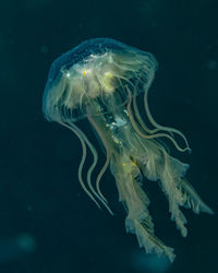 Unknown jellyfish species