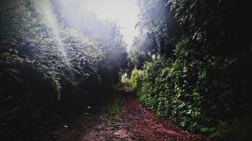 Trees in forest