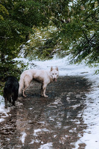 Dogs running in lake