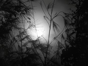 Low angle view of silhouette trees against sky