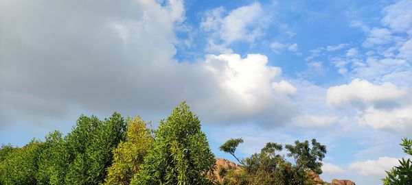 Low angle view of trees against sky