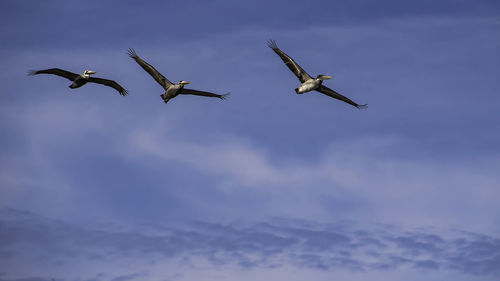 Low angle view of birds flying against sky