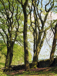 Trees in forest