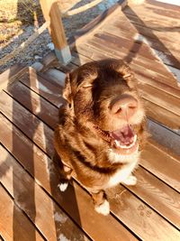 High angle view of dog on wood