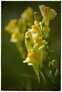 Close-up of yellow flowers