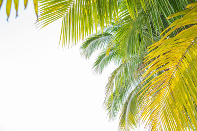 Low angle view of palm tree against clear sky