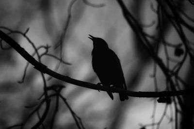 Close-up of bird perching on branch