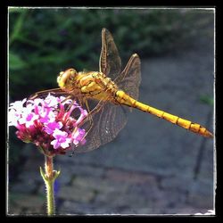 Close-up of butterfly on flower