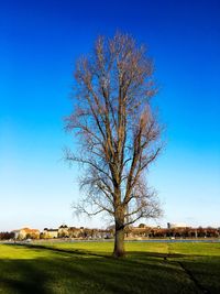 Bare tree on landscape against clear blue sky