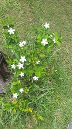 High angle view of white flowering plants on field
