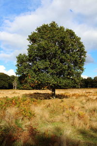 Trees on landscape against sky