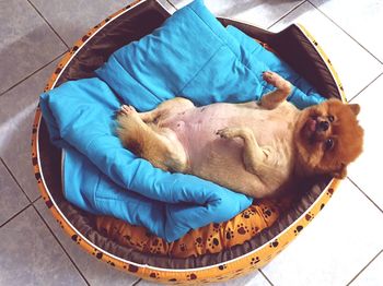 High angle view of dog sleeping on tiled floor