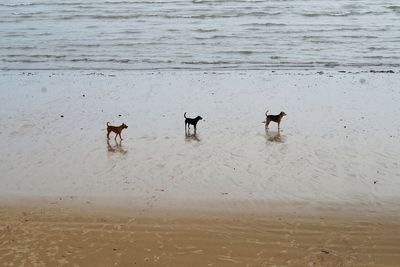Dogs on beach