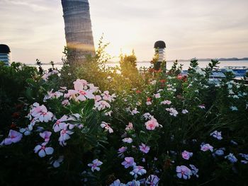 Close-up of flowers blooming against sky