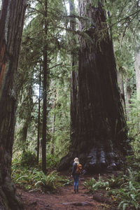 Woman standing amidst trees in forest