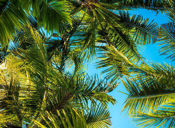Low angle view of palm trees against sky