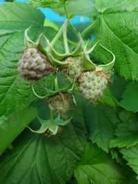 Close-up of berries growing on plant