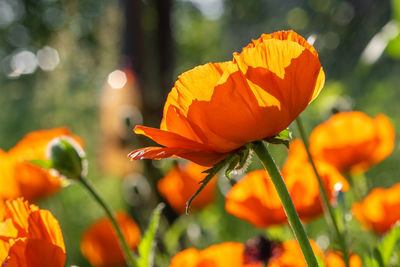 Close-up of orange flowering plant