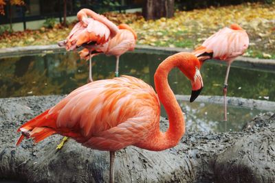 Flamingo birds at zoo