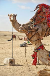 Side view of a horse on land