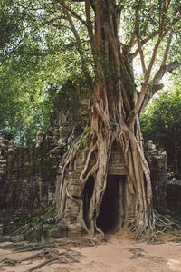 Old historical building in forest