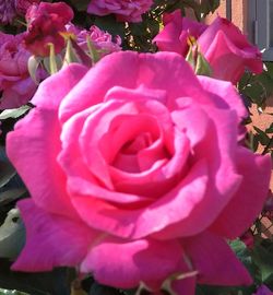 High angle view of pink roses