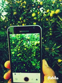 Close-up of smart phone on tree