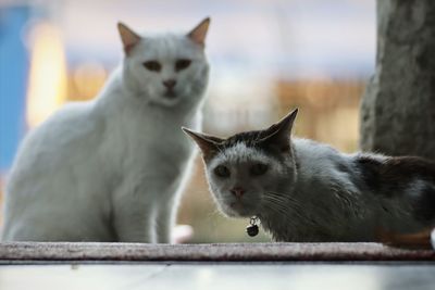 Portrait of a cat