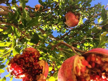 Low angle view of apples on tree