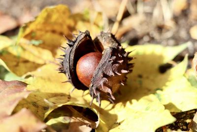 Close-up of crab on field