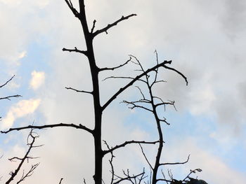 Low angle view of bare tree against sky