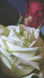 Close-up of white rose