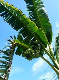 Low angle view of coconut palm tree against sky
