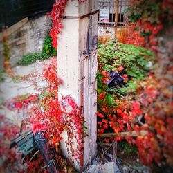 Plant growing on a wall