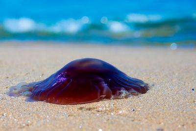 Close-up of seashell at beach