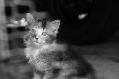 Close-up portrait of a kitten