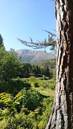 Scenic view of landscape against clear sky