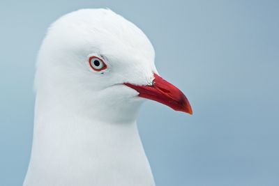 Close-up of seagull over blue background