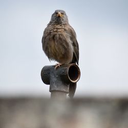 Close-up of eagle perching on metal against sky