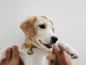 Midsection of person holding dog