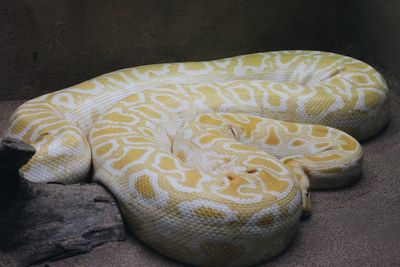 Close-up of python