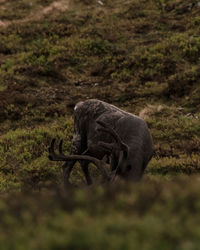 Horse walking in a field